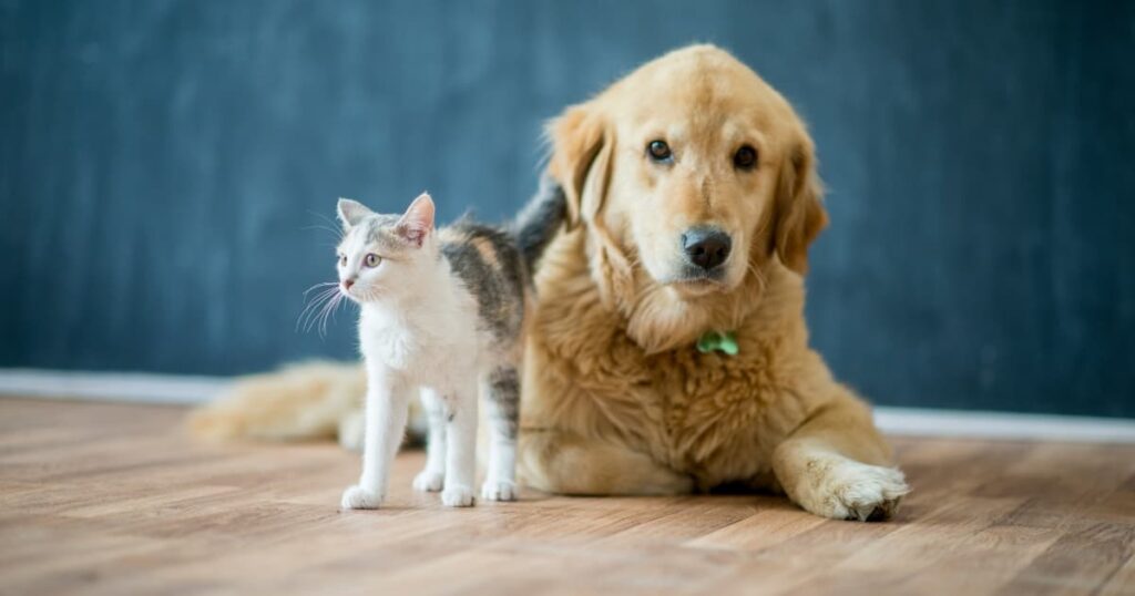 犬と猫の写真