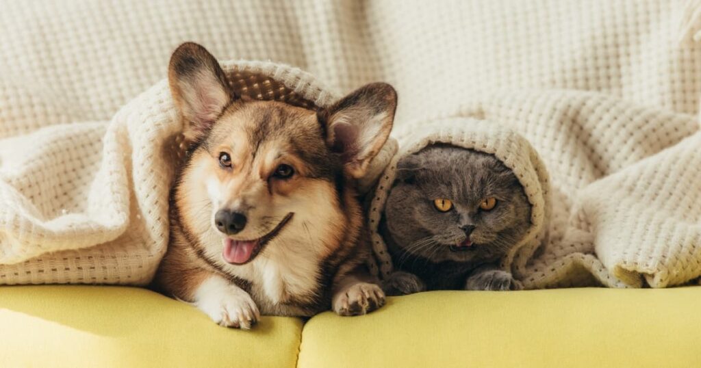 犬と女性の写真