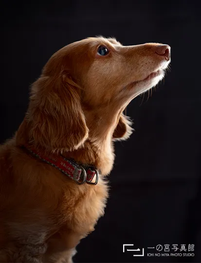 写真スタジオでプロカメラマンが撮影したミニチュアダックスフント