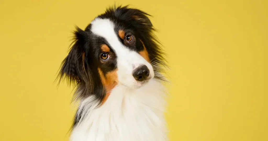 スタジオで撮影する犬