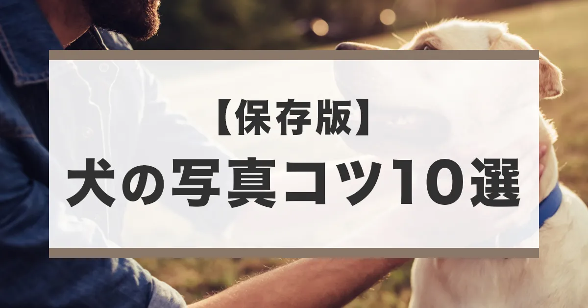 犬を撮影するコツ10選