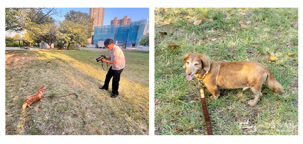神奈川県横浜市にある一の宮写真館のカメラマンが犬の写真を人間の目線で上から撮影している様子