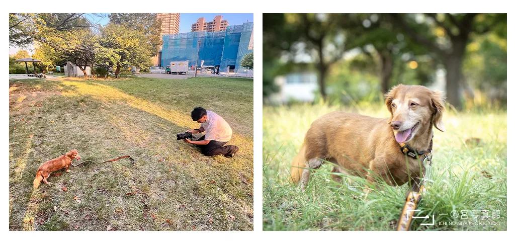 神奈川県横浜市にある一の宮写真館のカメラマンが犬の写真をしゃがんで撮影している様子