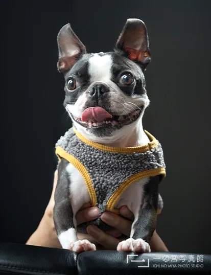 目にキャッチライトが入った犬の写真