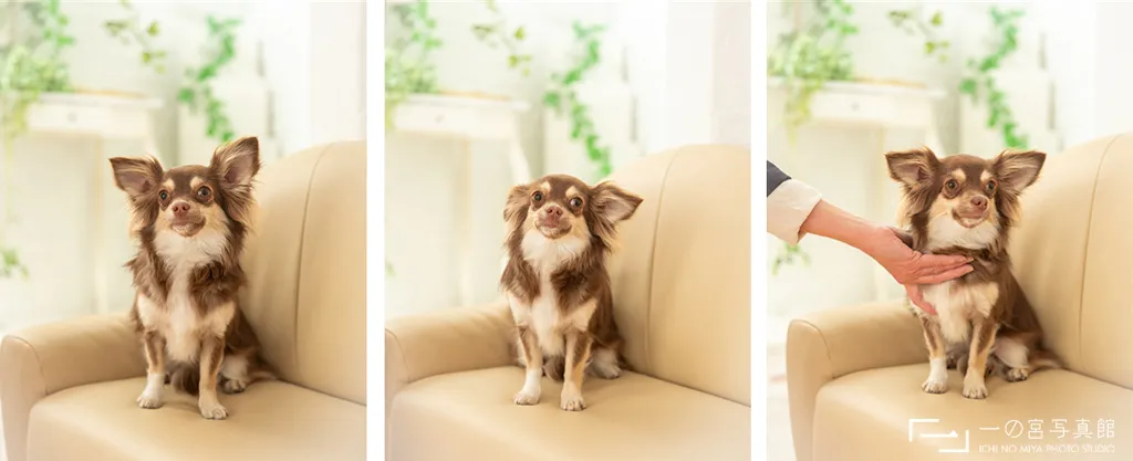 神奈川県横話しの一の宮写真館で撮影された犬のチワックス