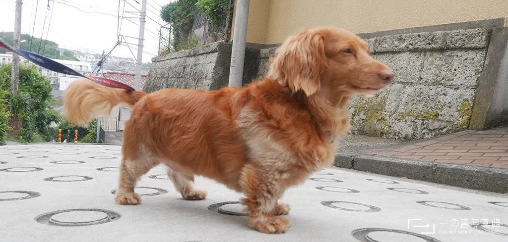 住宅街で撮影したミニチュアダックスフント